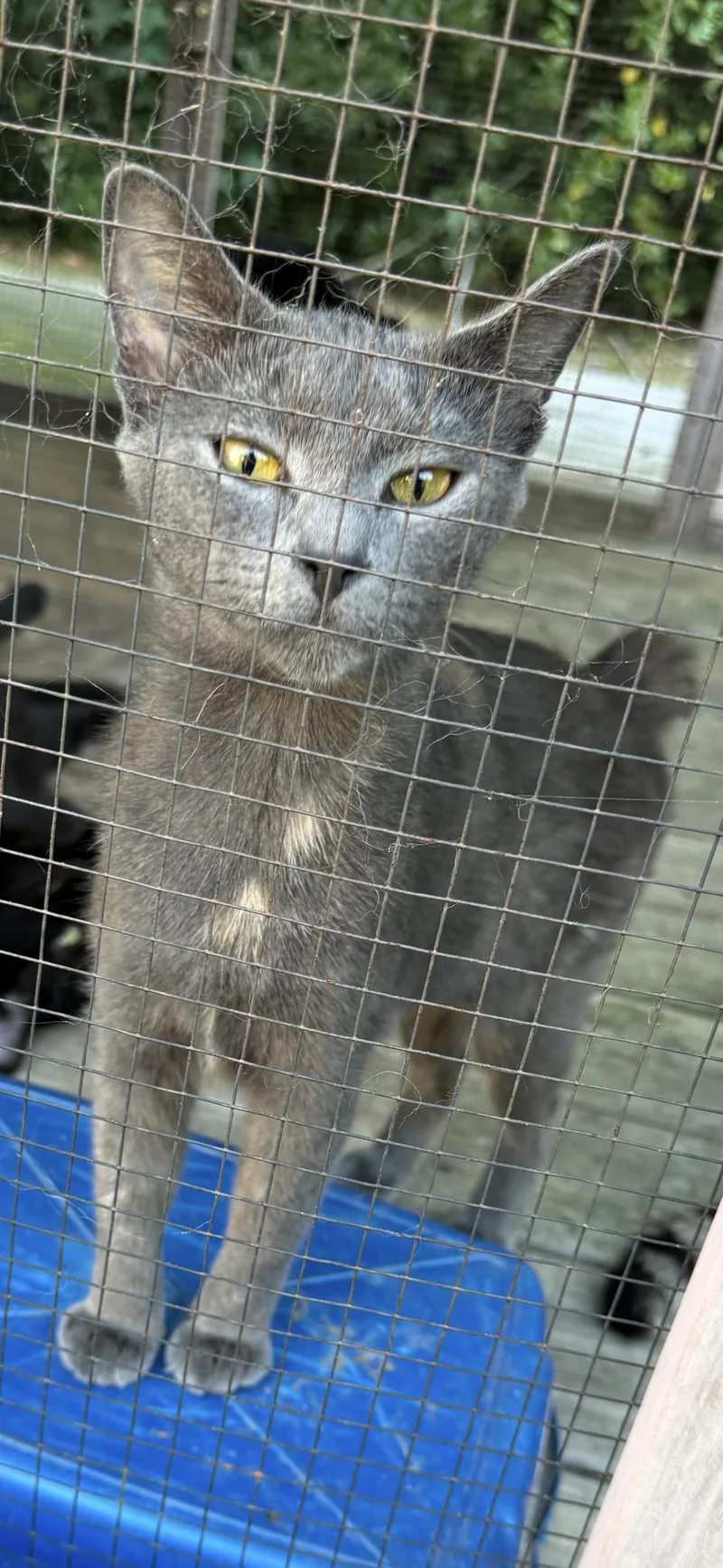 A young medium-sized female Domestic Short Hair cat named Lucky for adoption in Sneads Ferry, NC