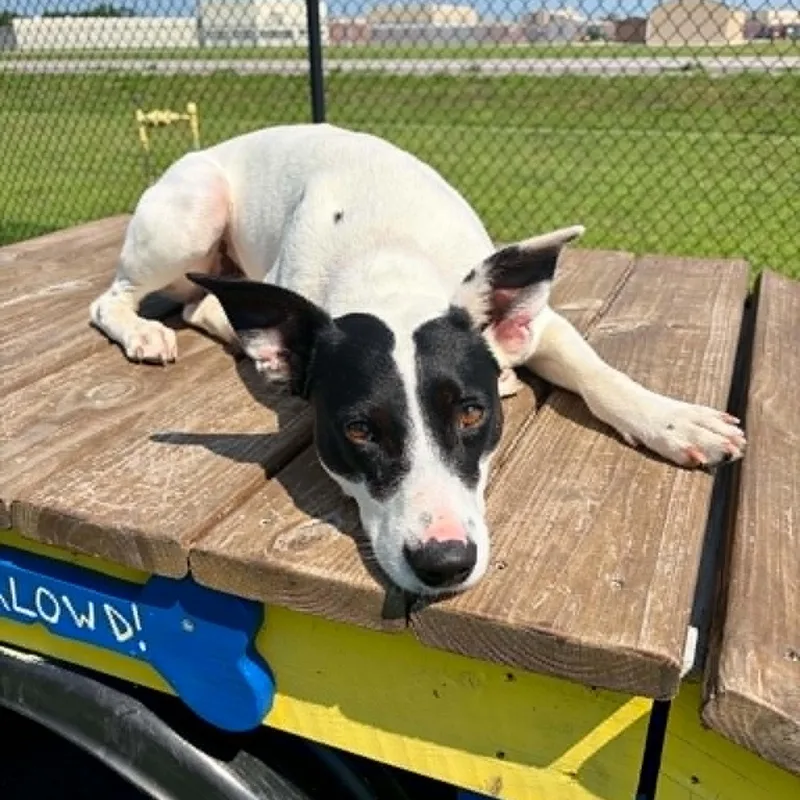 A young medium-sized male Rat Terrier dog named Billy for adoption in Rushville, IL
