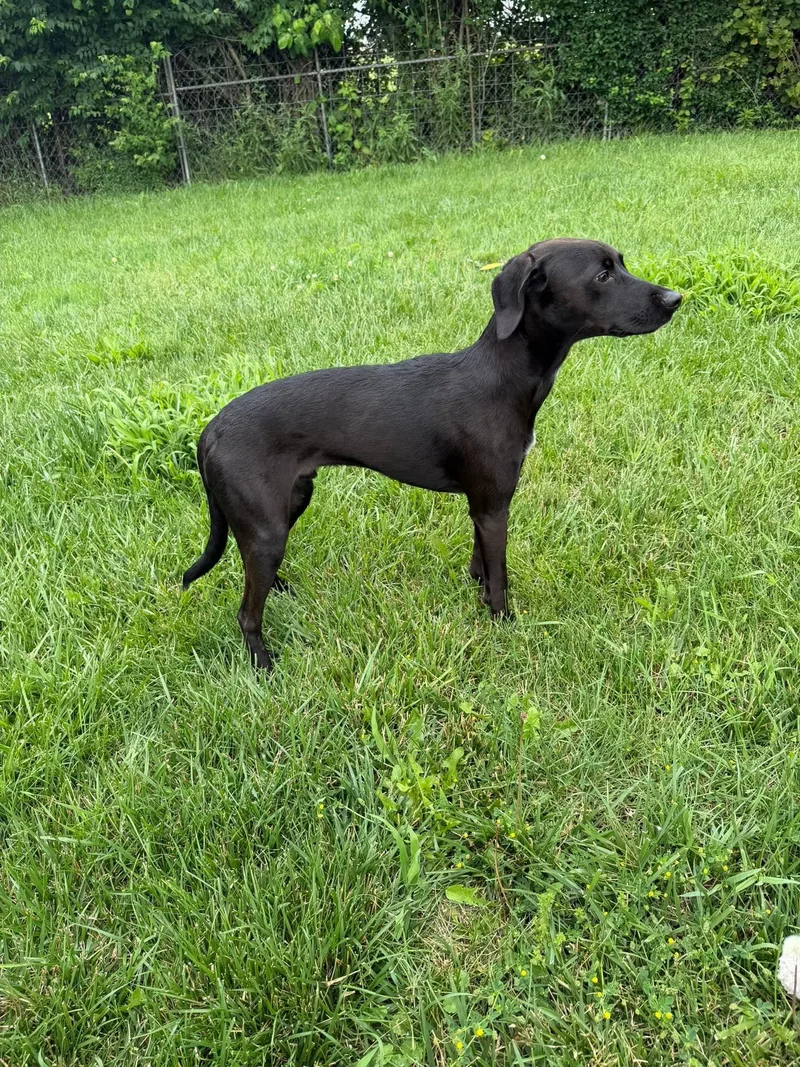 A young medium-sized male Black Mixed Breed dog named Kai for adoption in Columbus, OH