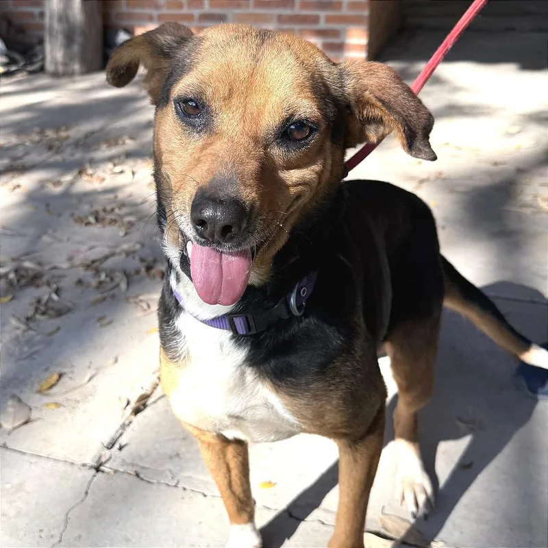 An adult medium-sized female Yellow / Tan / Blond / Fawn Beagle dog named Regal for adoption in Bend, OR