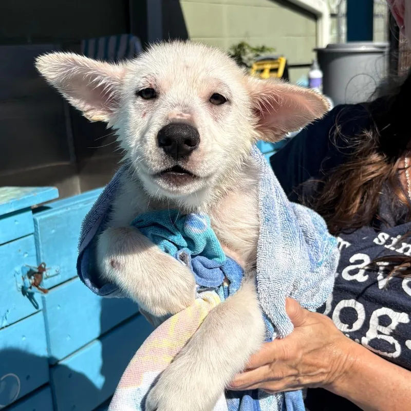 A baby small-sized female Gray / Blue / Silver Husky dog named Eloise for adoption in Tampa, FL