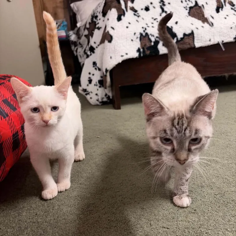 An adult medium-sized female Cream / Ivory Siamese cat named Madame Butterfly & Suzuki for adoption in Eaton Rapids, MI