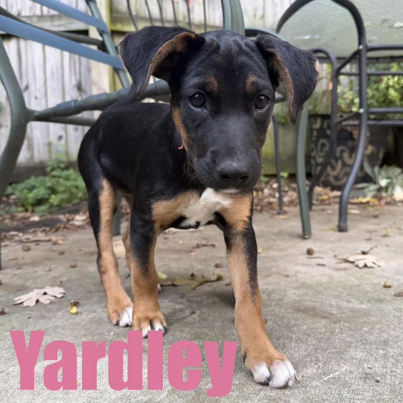 Yardley thumbnail 3