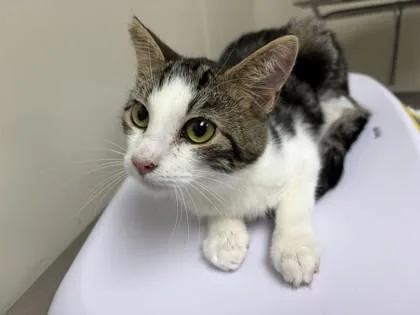 A young small-sized male Domestic Short Hair cat named Toby for adoption in Conway, AR