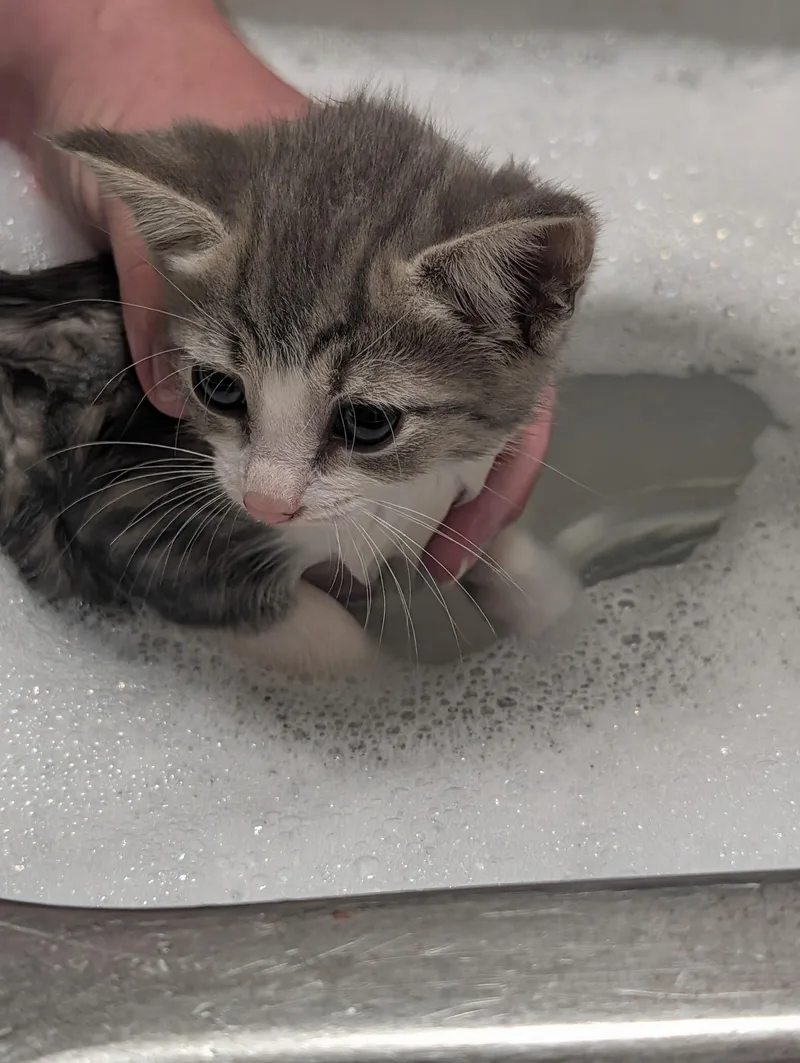 A baby medium-sized female Gray & White Domestic Short Hair cat named Mimolette for adoption in Pittsburgh, PA