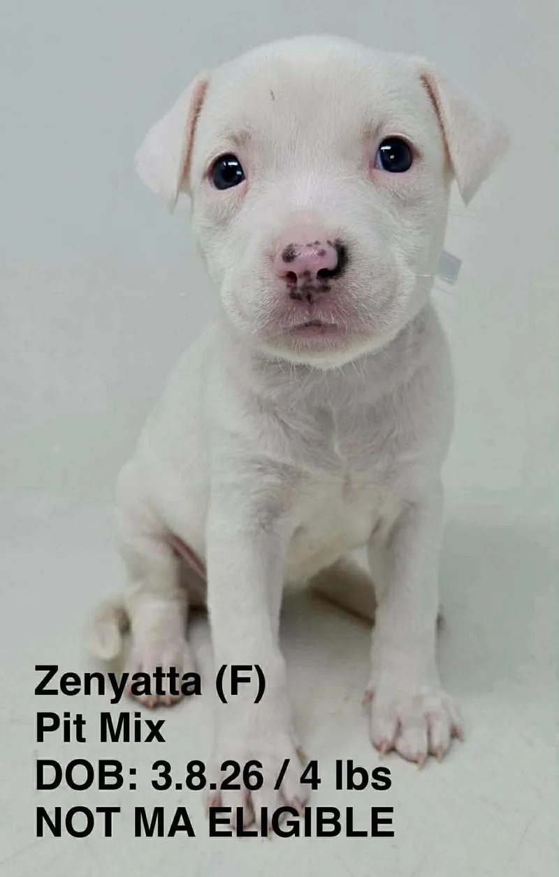 A young medium-sized female Pit Bull Terrier dog named Zenyatta for adoption in Pomfret Center, CT