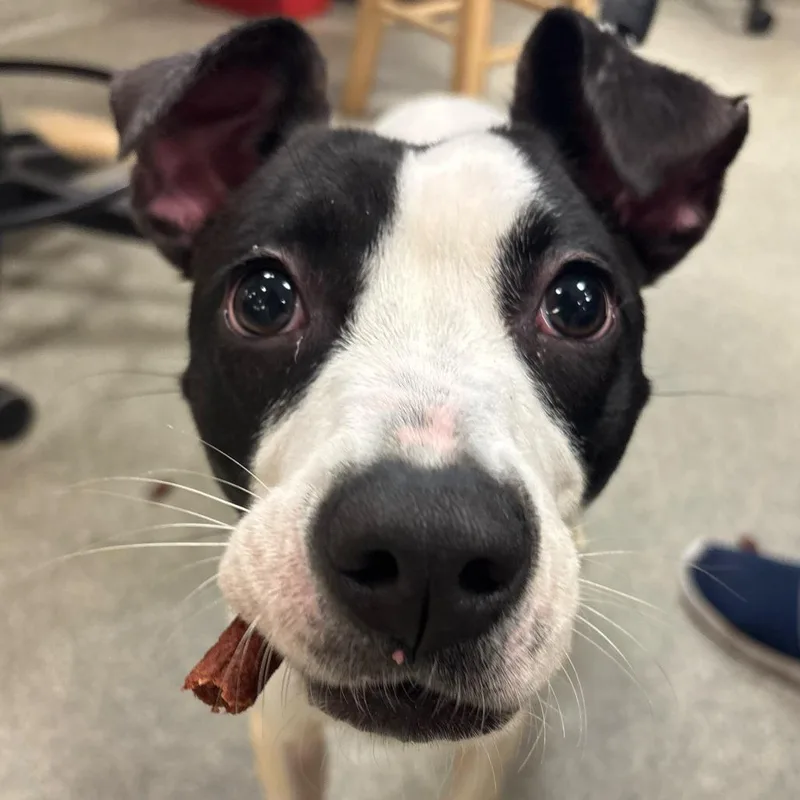 A young medium-sized female White / Cream Mixed Breed dog named Jazlyn for adoption in Jacksonville, FL