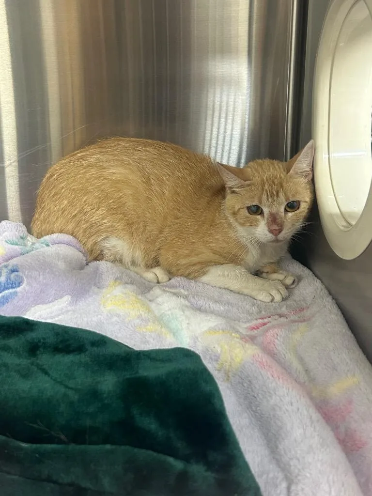 A young medium-sized male Domestic Short Hair cat named Robin for adoption in Seven Points, TX