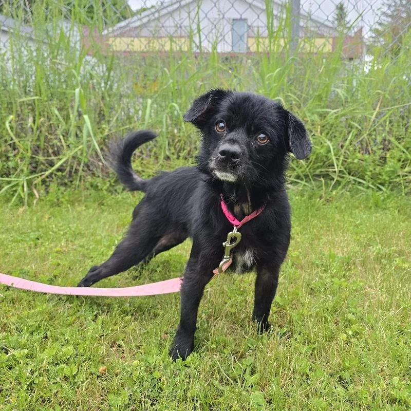 An adult small-sized female Black Mixed Breed dog named Pup Pup for adoption in Cooperstown, NY