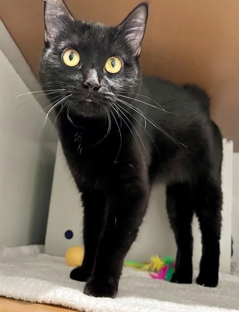 A young small-sized female Domestic Medium Hair cat named Olivia for adoption in San Francisco, CA