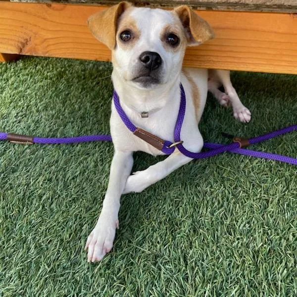A young small-sized male Yellow / Tan / Blond / Fawn Chihuahua dog named Raisin for adoption in Long Beach, CA