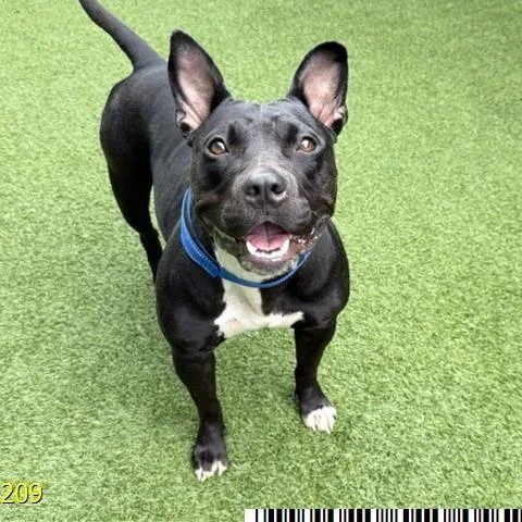 A young medium-sized female Mixed Breed dog named Chrollo for adoption in West Palm Beach, FL