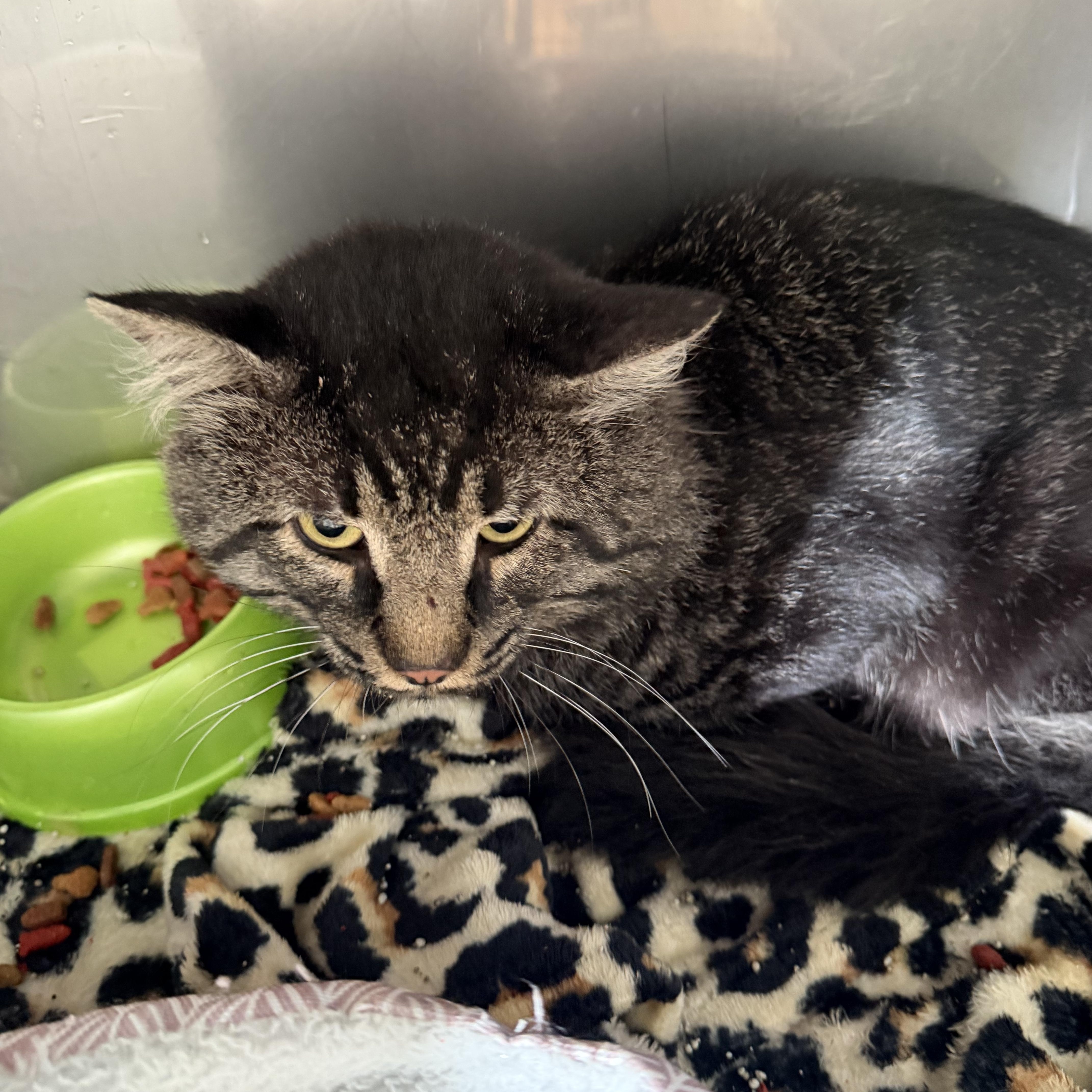 An adult large-sized male Tabby (Brown / Chocolate) Domestic Long Hair cat named Faris for adoption in Deming, NM