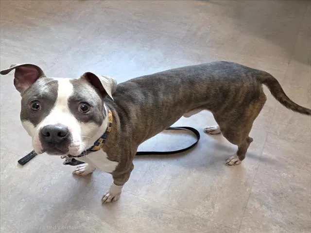 A young medium-sized male Pit Bull Terrier dog named Dell for adoption in Derwood, MD