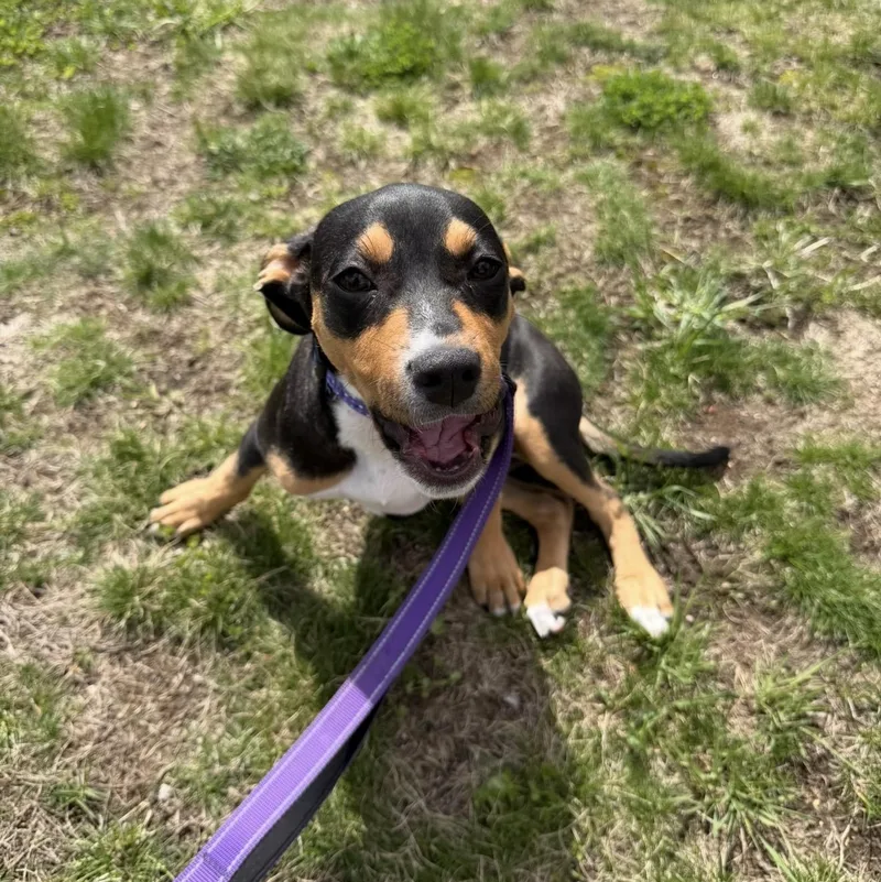 A baby small-sized female Tricolor (Brown, Black, & White) Mixed Breed dog named Sprout for adoption in Pelham, NH