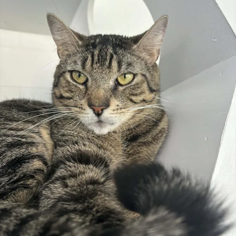 An adult medium-sized male Brown / Chocolate Domestic Short Hair cat named Aspen for adoption in Hampton Bays, NY