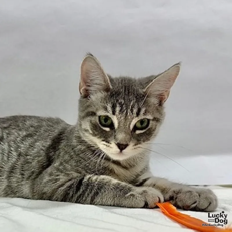 A baby medium-sized male Domestic Short Hair cat named Matty for adoption in Washington, DC