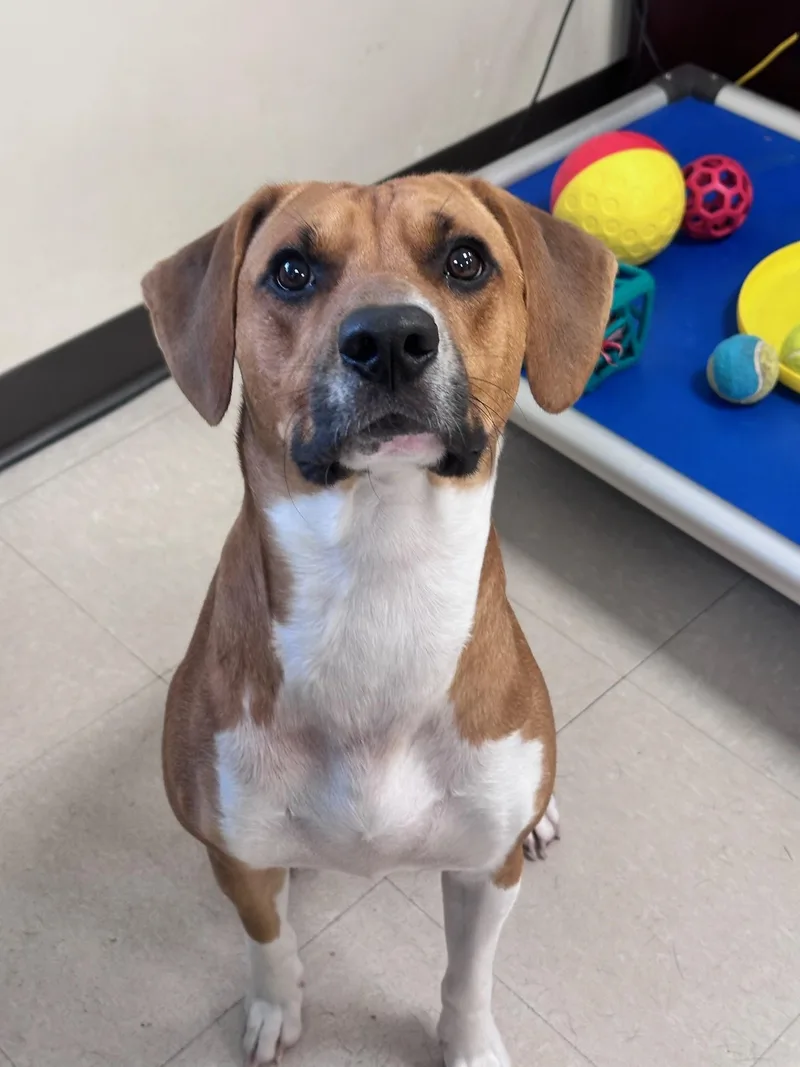 A young medium-sized male Brown / Chocolate Hound dog named Rodney for adoption in Clayton, NJ