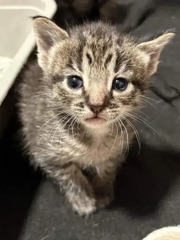 A baby small-sized female Domestic Short Hair cat named Stempy for adoption in Grand Rapids, MI
