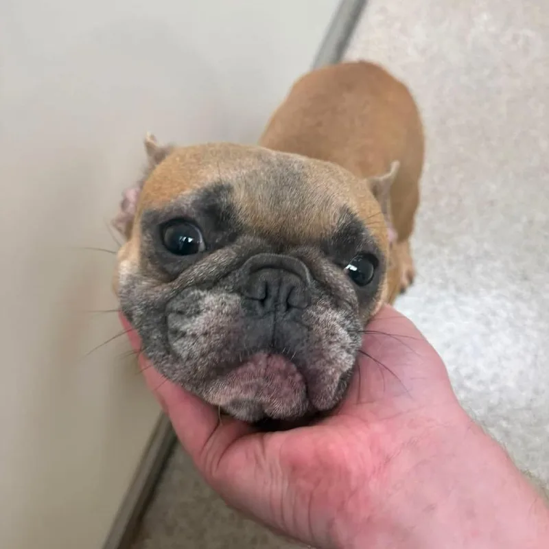 An adult small-sized female Yellow / Tan / Blond / Fawn English Bulldog dog named Maybelline for adoption in Allen, TX
