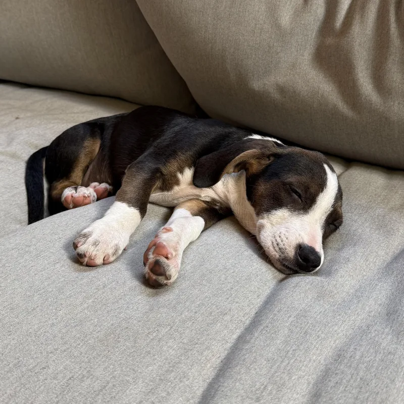 A baby medium-sized female Hound dog named Scarlett for adoption in Charlotte, NC