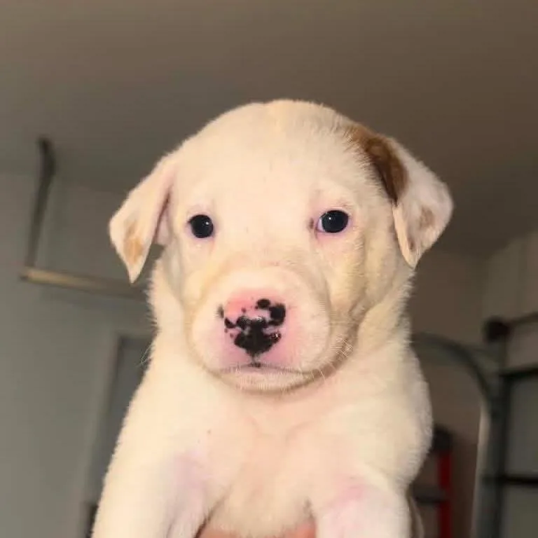 A baby medium-sized female White / Cream Labrador Retriever dog named Harmie for adoption in Brainerd, MN