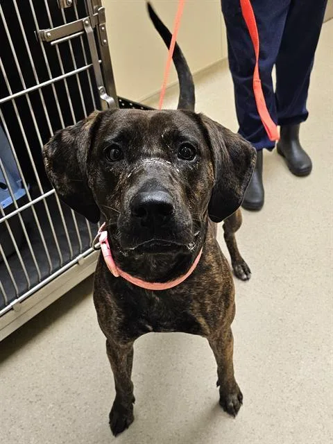 An adult large-sized female Plott Hound dog named Henny for adoption in Clyde, NC