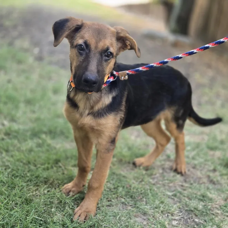A baby medium-sized female Bicolor Retriever dog named Celmintine for adoption in Mansfield, TX