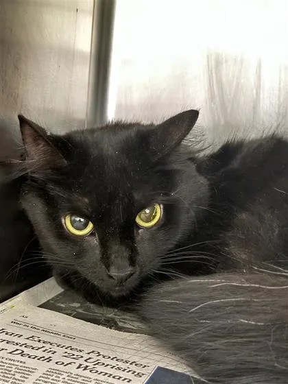 An adult small-sized female Domestic Short Hair cat named Minnie for adoption in Largo, FL