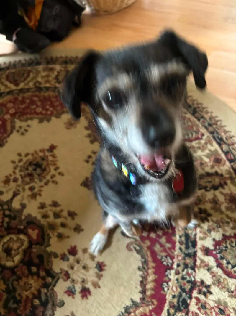 A senior small-sized female Fox Terrier dog named Lucky for adoption in Byron, IL
