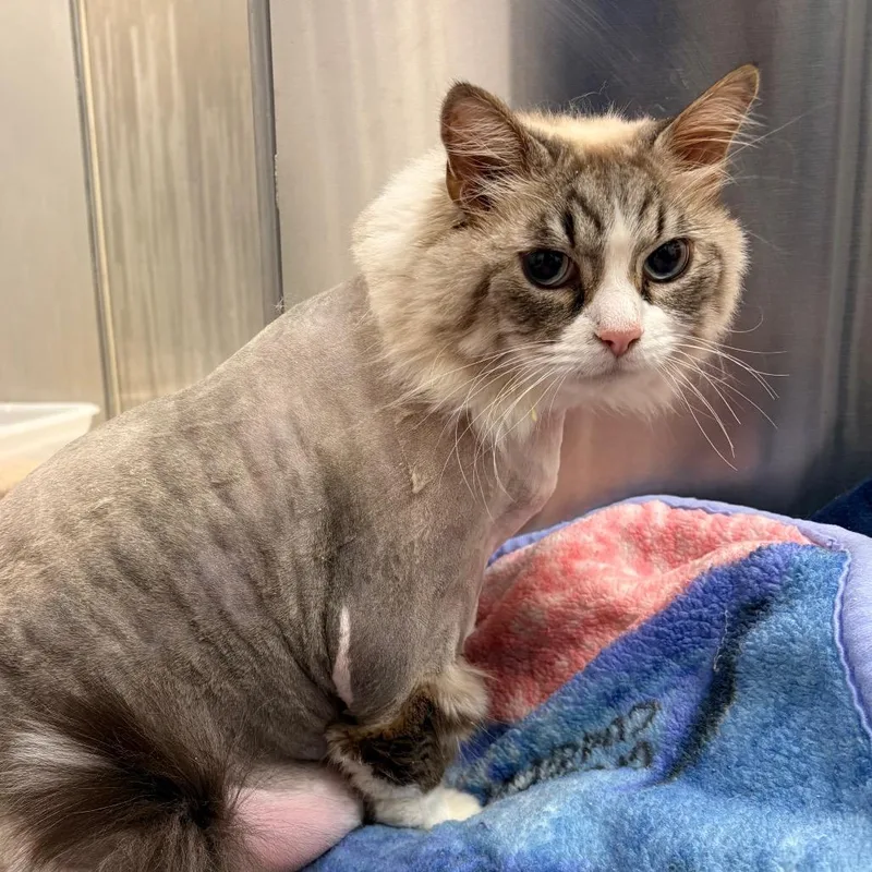 A senior extra large-sized male Siamese cat named Ashley for adoption in West Palm Beach, FL