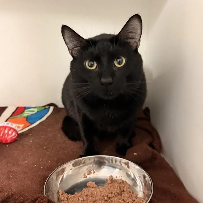 An adult medium-sized male Black American Shorthair cat named Finn for adoption in South Elgin, IL