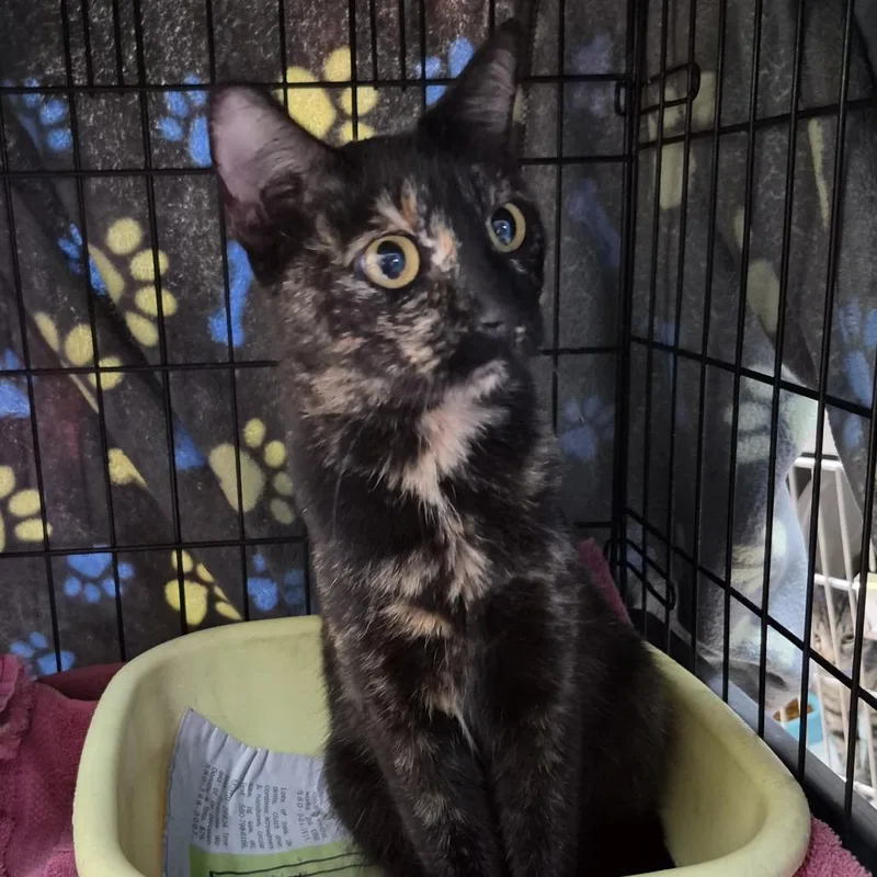 A young medium-sized female Black Domestic Short Hair cat named Button for adoption in Ardmore, OK