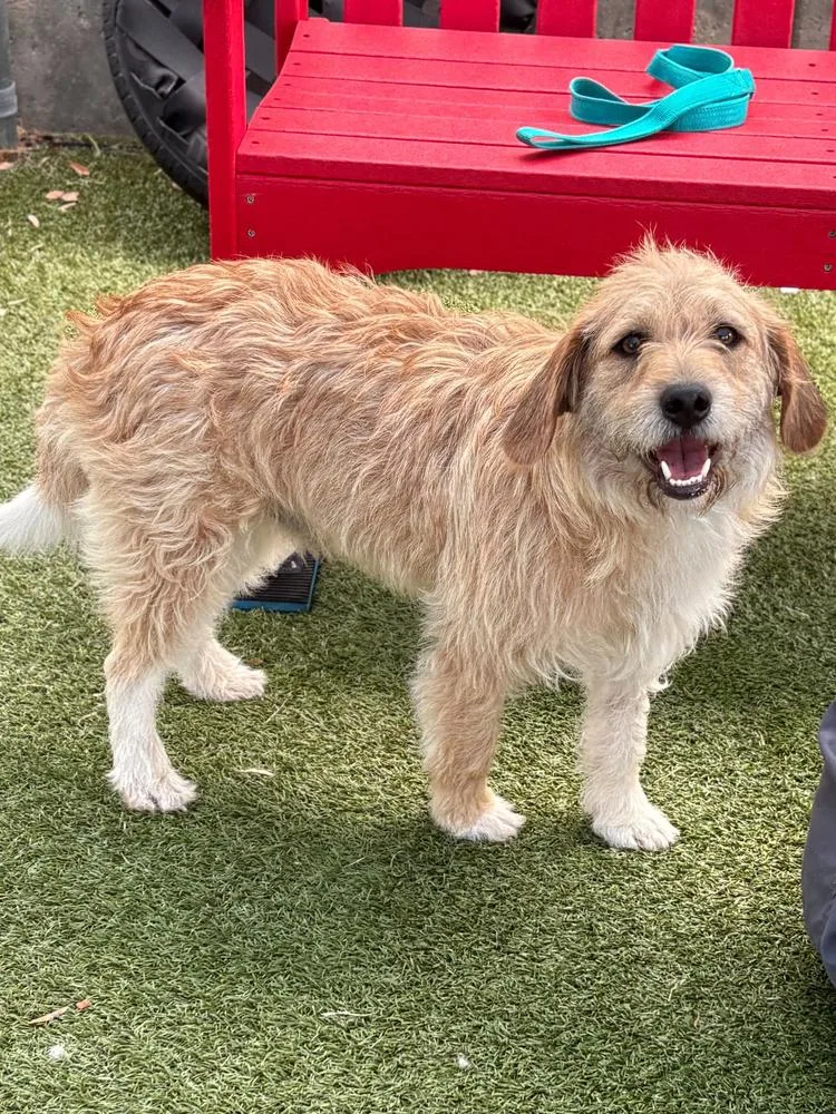 A young small-sized male Brown / Chocolate Terrier dog named Aad Upcoming Arrival!  for adoption in Armonk, NY