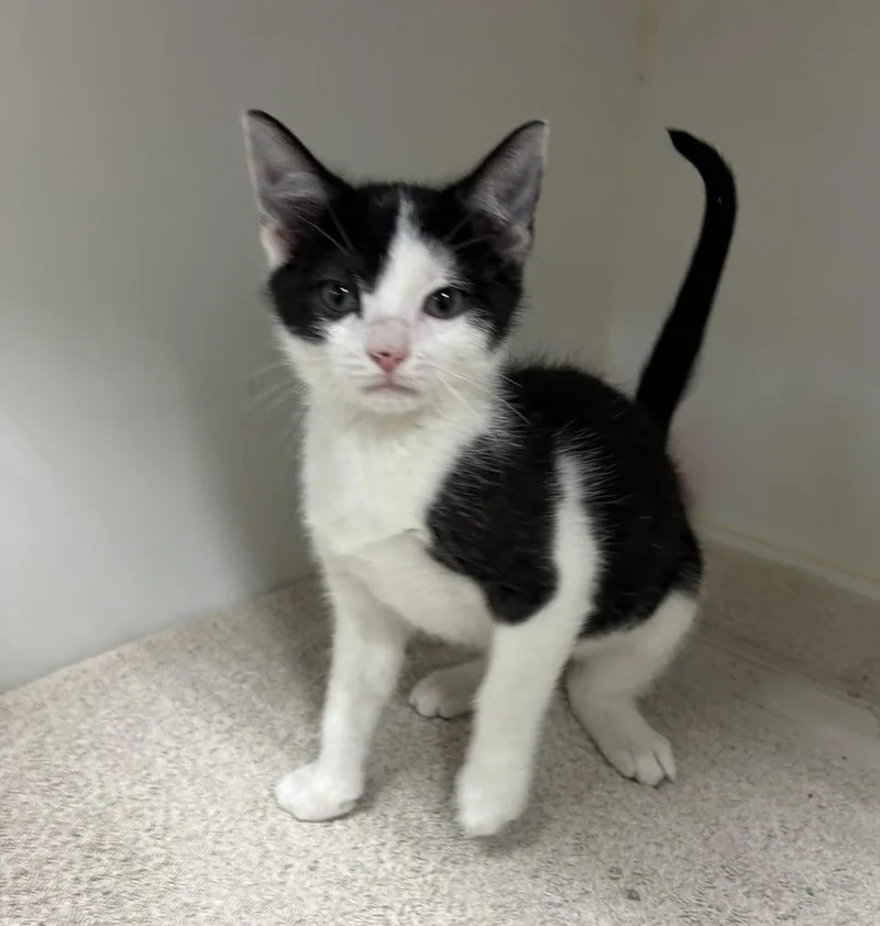 A baby small-sized male Black & White / Tuxedo Domestic Short Hair cat named Boo for adoption in Rochester, IN
