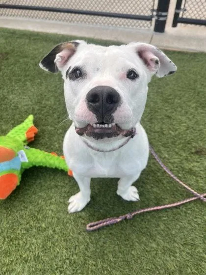 An adult large-sized female White / Cream Pit Bull Terrier dog named Good Luck Babe for adoption in Kansas City, MO