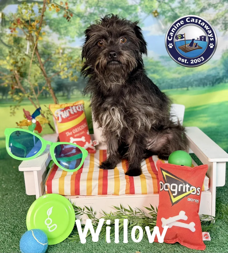 Willow