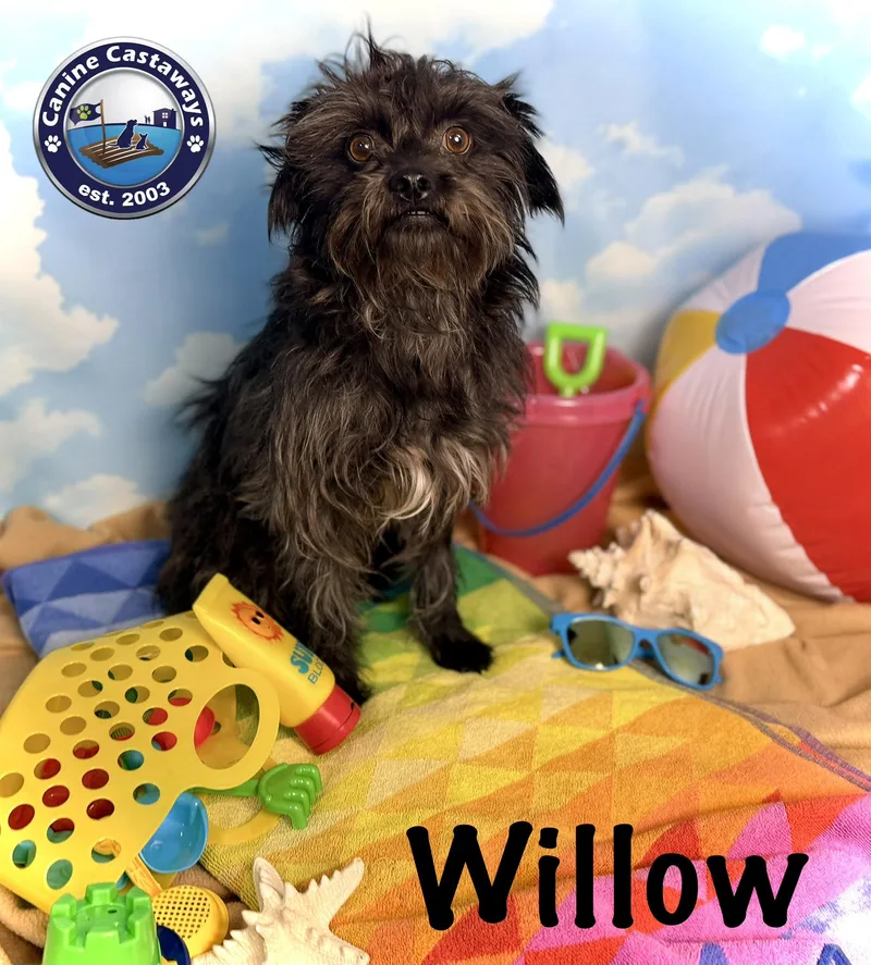 Willow thumbnail 2