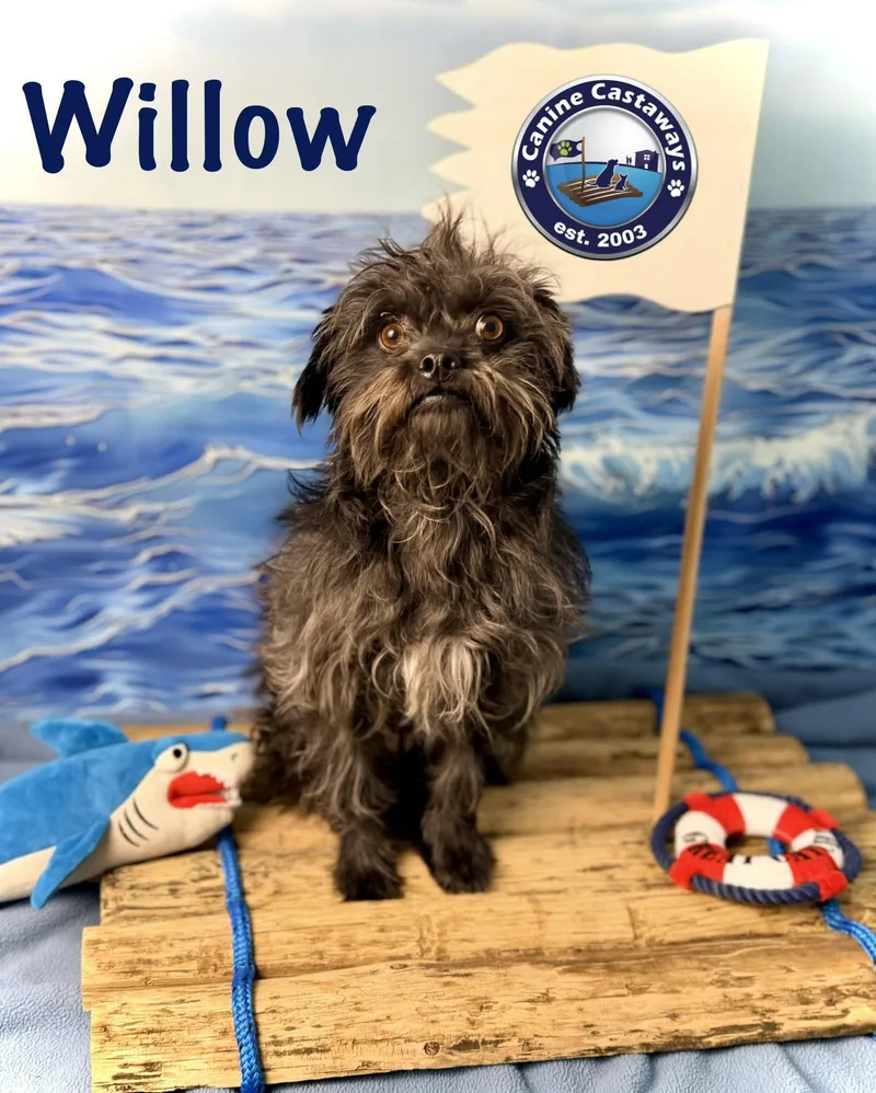 Willow thumbnail 4
