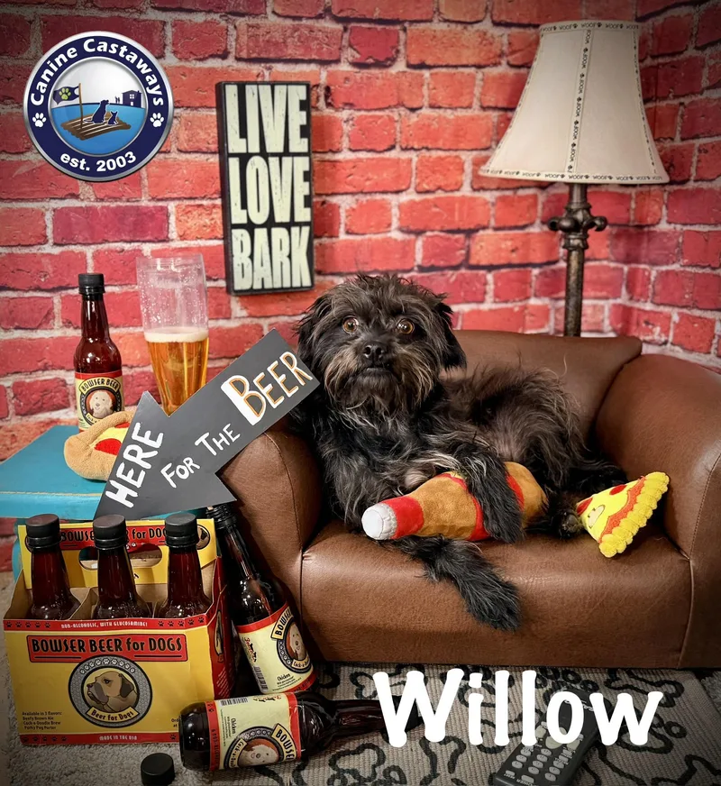 Willow thumbnail 6