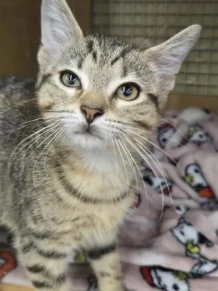 A young small-sized male Tabby (Brown / Chocolate) Domestic Short Hair cat named Lucky for adoption in North Myrtle Beach, SC