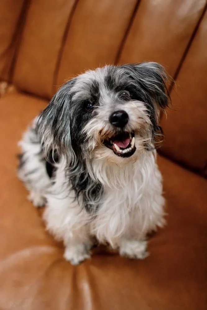 An adult small-sized female Gray / Blue / Silver Terrier dog named Abba for adoption in Frankfort, NY