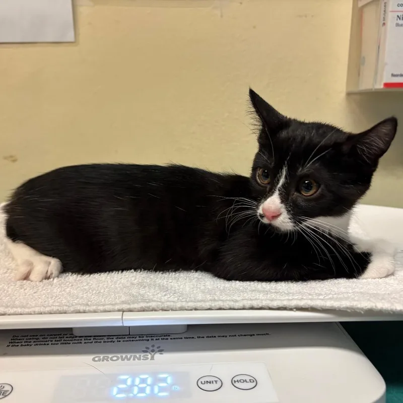 A baby small-sized female Black Domestic Short Hair cat named Homework for adoption in Pasadena, CA