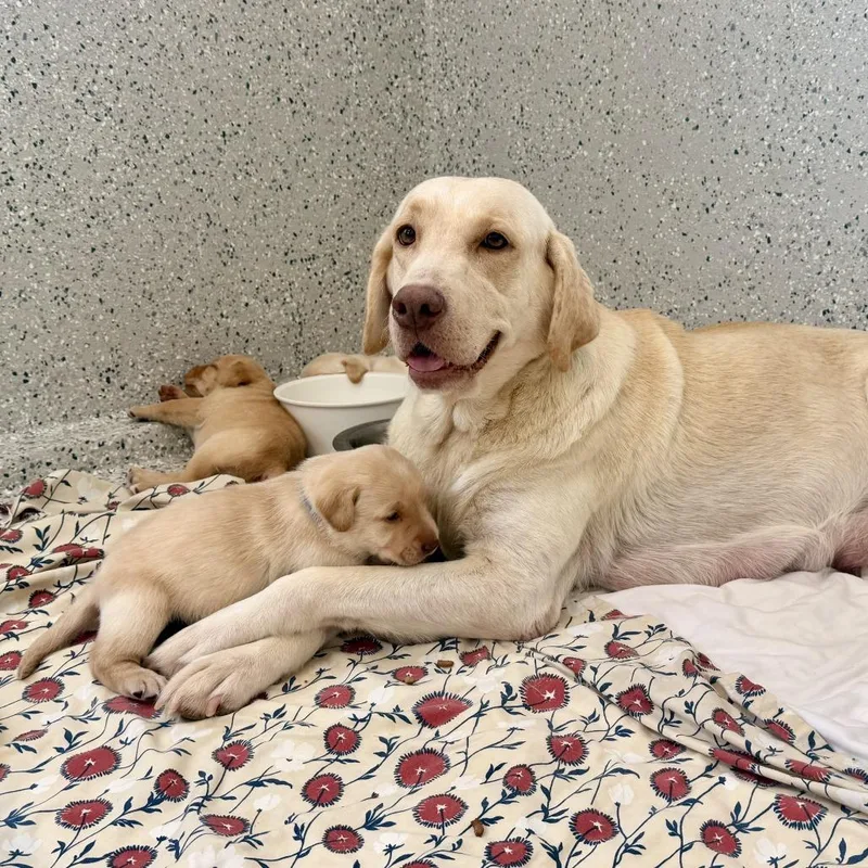 A senior large-sized female Yellow / Tan / Blond / Fawn Yellow Labrador Retriever dog named Goldie for adoption in Freeport, FL