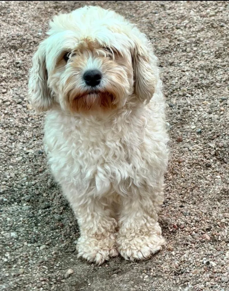Roxie
