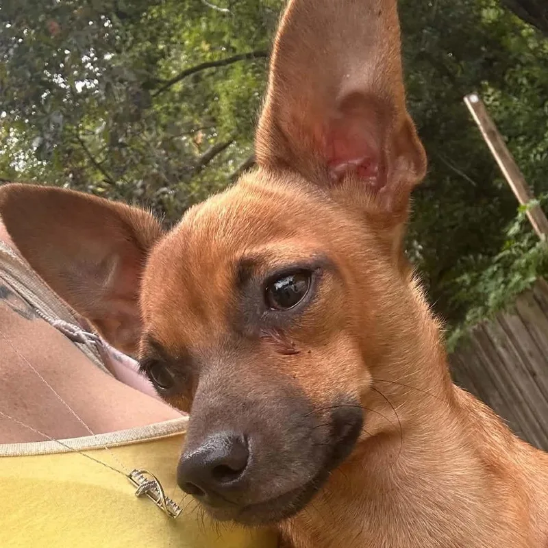 A young small-sized male Chihuahua dog named Linus for adoption in Morriston, FL