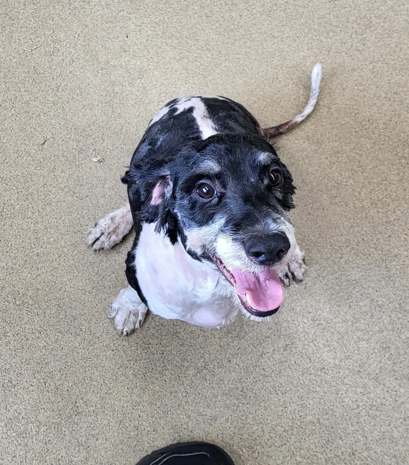 A young small-sized male Cavapoo dog named Dudley for adoption in Zimmerman, MN