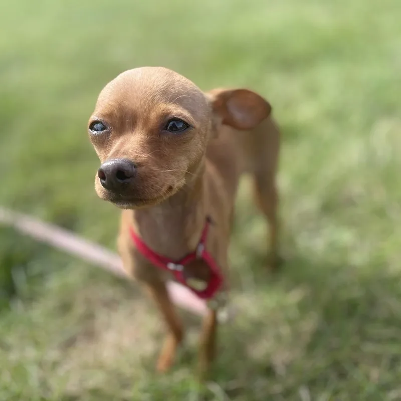 A young small-sized male Chihuahua dog named Choco for adoption in Champaign, IL