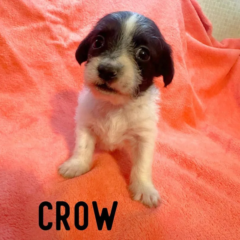 A baby small-sized male Shih Tzu dog named Crow for adoption in Berlin, NJ