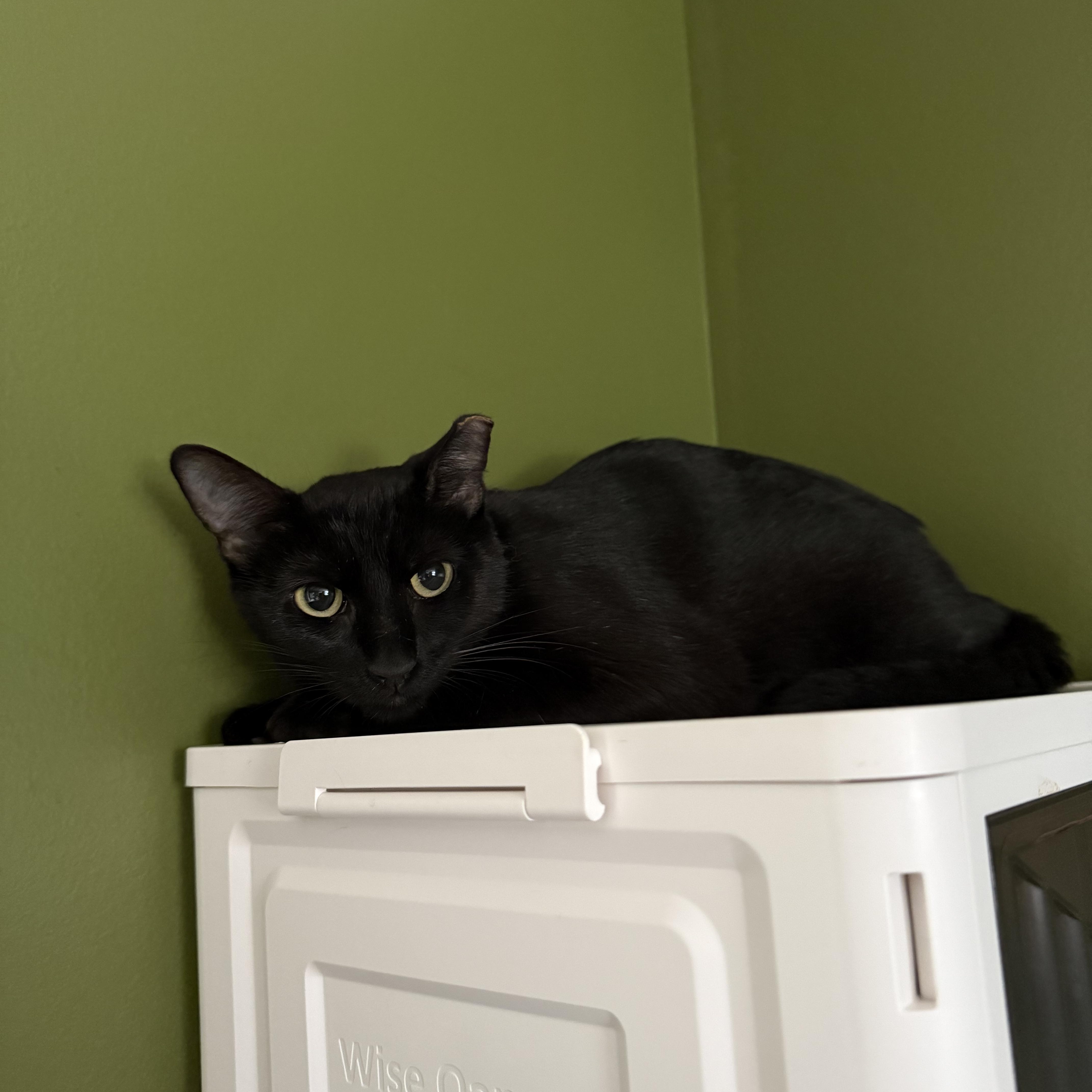 An adult small-sized female Domestic Short Hair cat named Sully for adoption in Brighton, IL